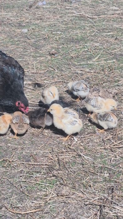 Куры петух обмен дакан