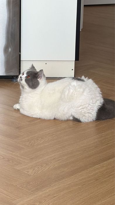Кот «Василий» Добрый и воспитаный Кот .