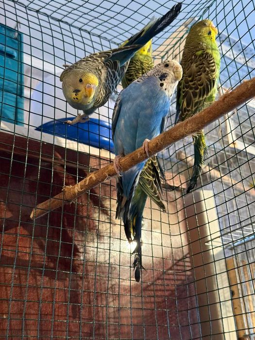 Попугаи волнистые