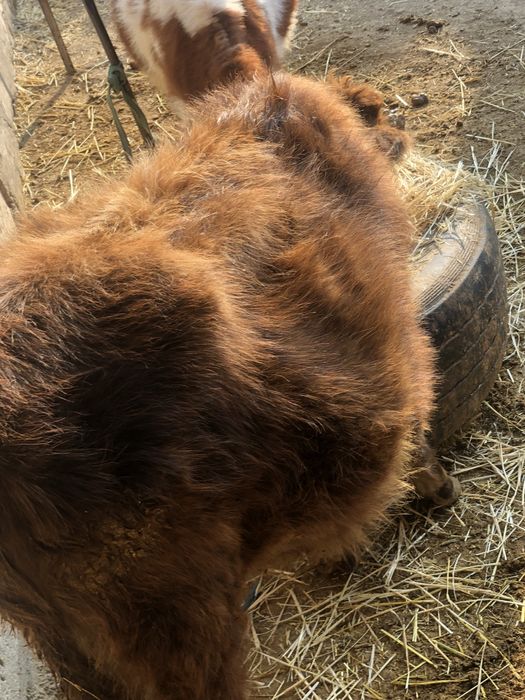 Продаётся корова доиная