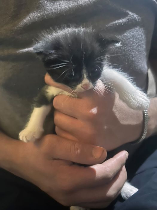 Отдам котят в хорошие руки