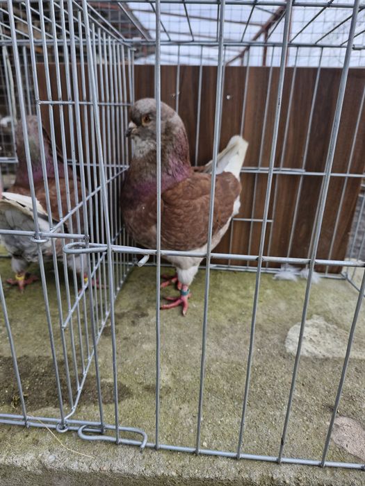 Porumbei kingi  ,pescarusi orientali  blueti  ,germani  de vânzare