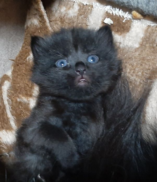 Отдам котиков бесплатно.