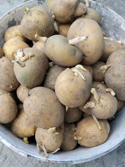 Продам семенной картофель