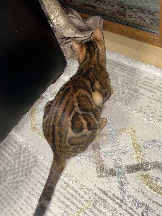 Продается Бенгальская кошечка