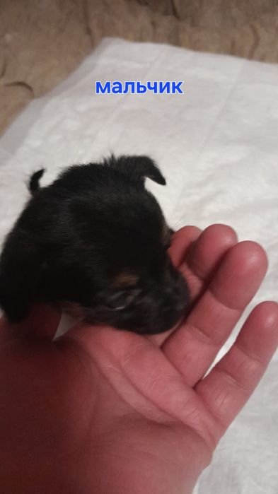 Щенки той терьера