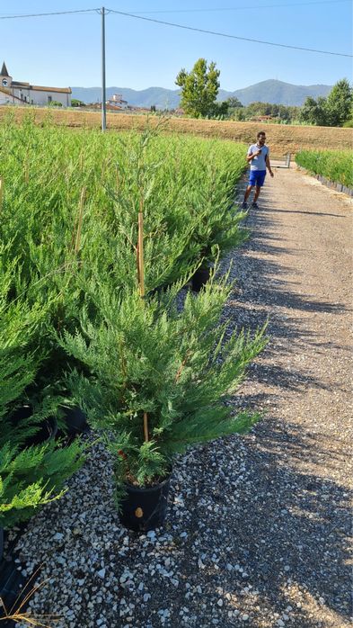 Tuia smarald/Leylandi