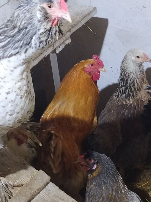 Петухи брама, америукан.