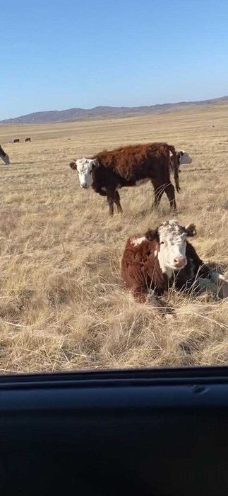 Продаются телята