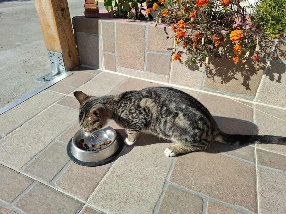 Спешно си търся нов дом, мила съм, обезпаразитена и много чиста.