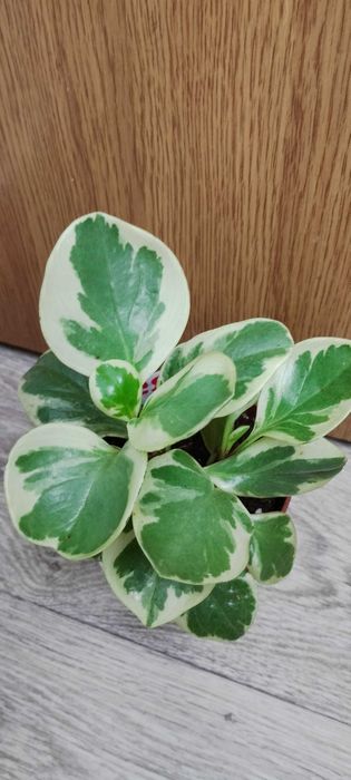 Цветя за продажба!