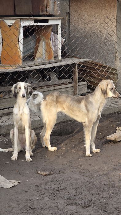 Тазы сатылады/продам тазы