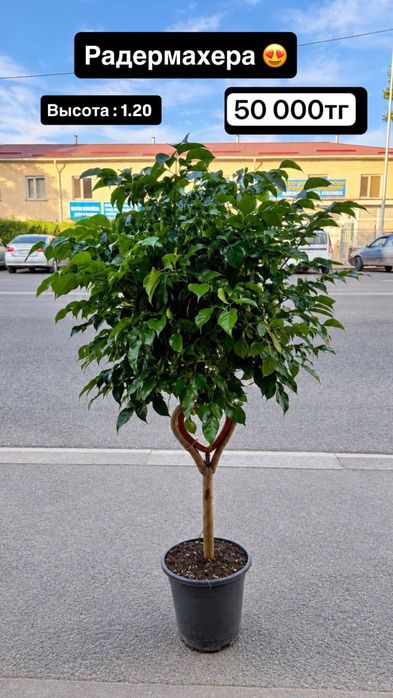 Комнатные деревья для дома и офиса.