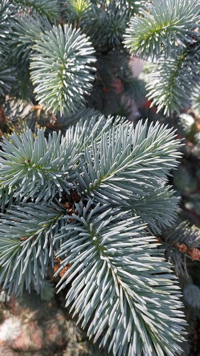 Лечение хвойных деревьев