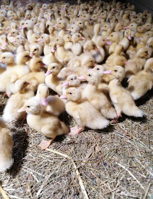 Junior Farm S.R.L ofera spre vanzare Pui rasa mixta Pui albi de carne  si Boboci de rata