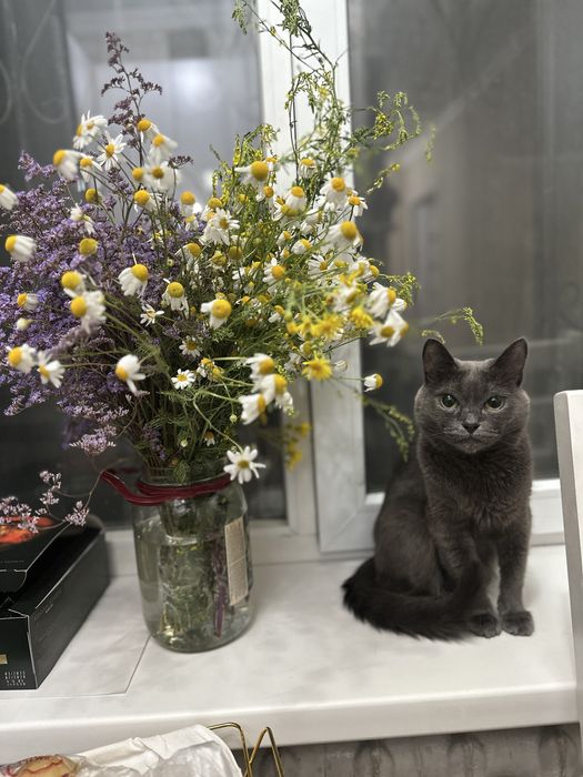 Отдам кота в добрые руки