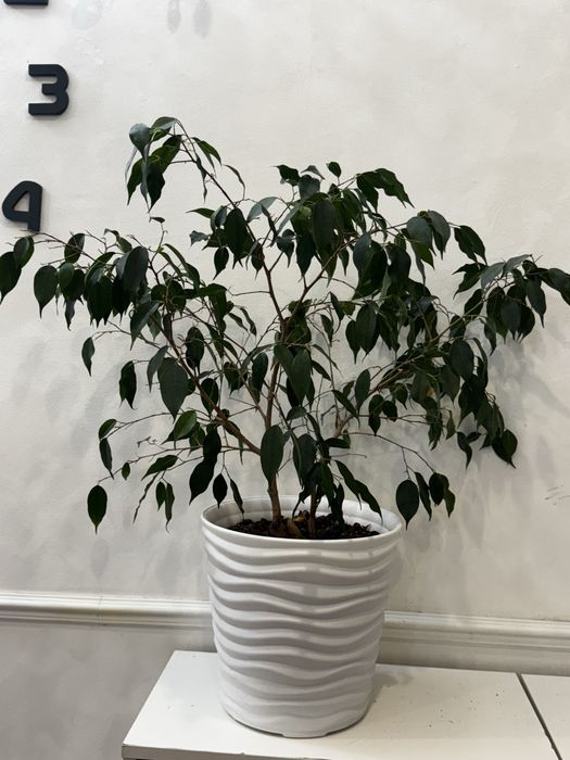 Продам комнатные цветы