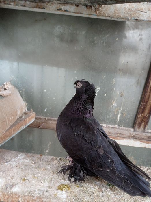 Голуби самка молодежь