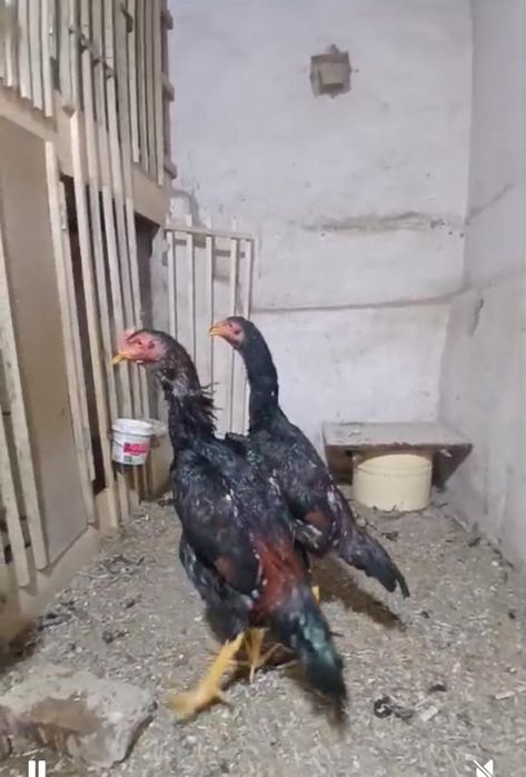 Дакан кораздар есть