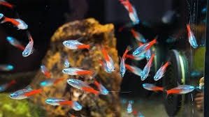 Син неон, Червен неон