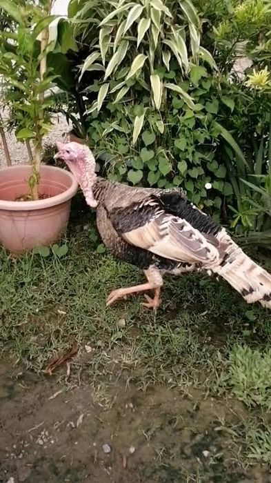 Индюки самцы продам бронза гибрид