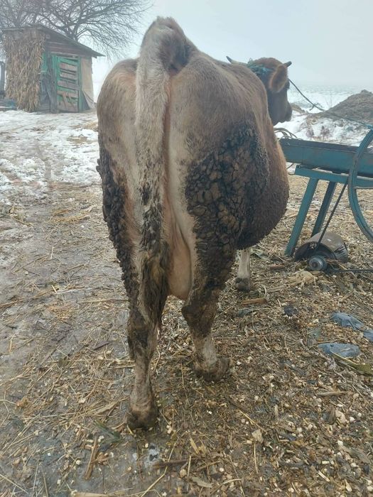 Vând vacă gestantă