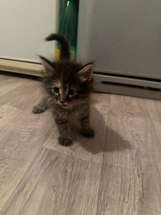 Отдам котят в хорошие руки