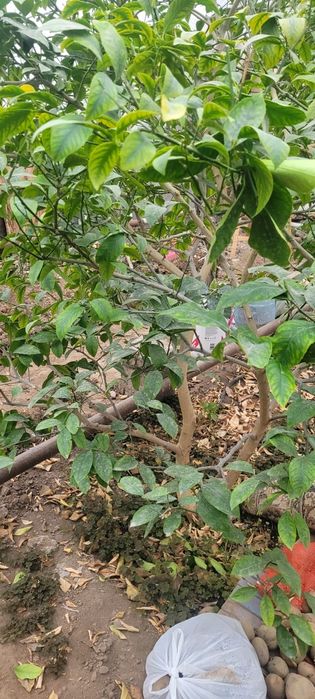 Лимон Мейр ташкентский