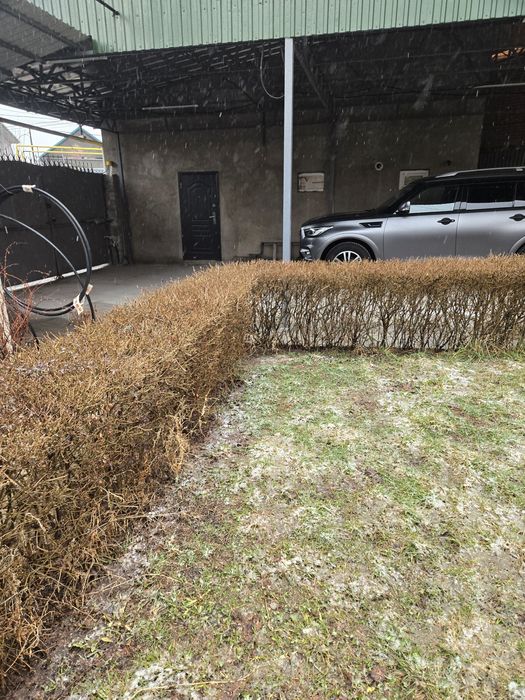 живая изгородь (бирючина)