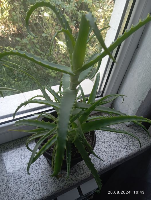 Продам комнатные цветы