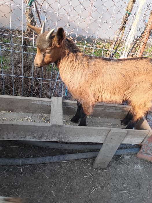 Vănd trei iezi de rasă