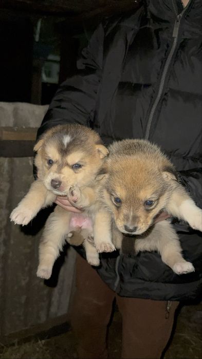 Отдам в хорошие руки