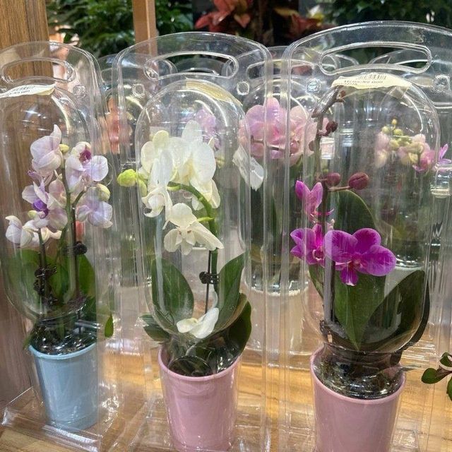 Газон ландшафтный дизайн садовник