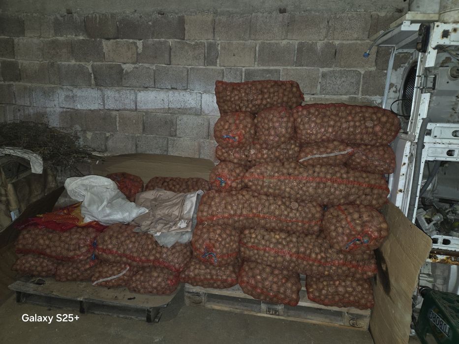 Vând cartofi pentru porci