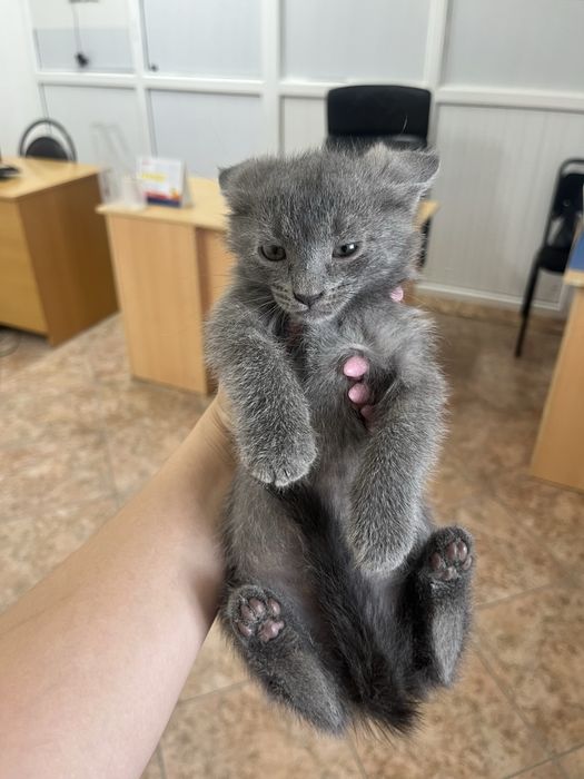 Отдаем котят в добрые руки