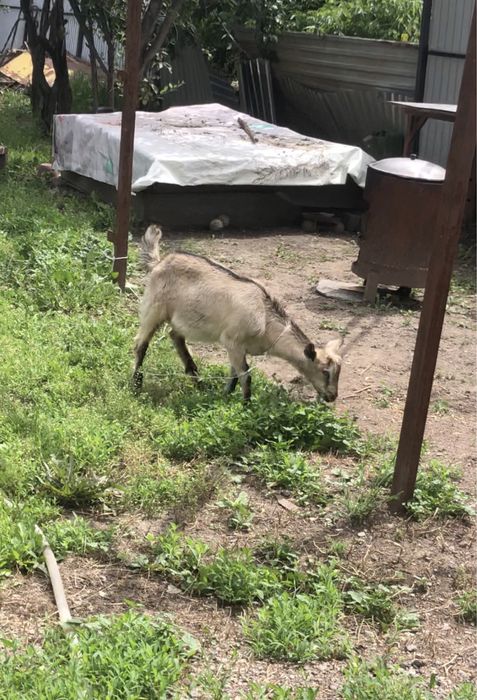 Коза лақ еркек 35к тг