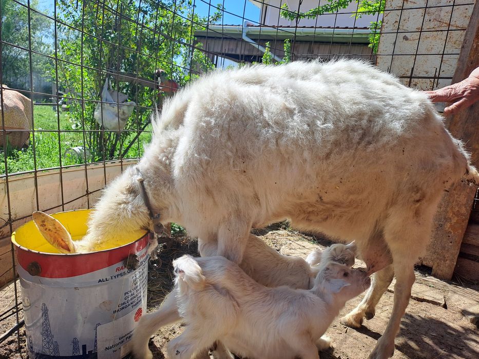 Коза с козлятами