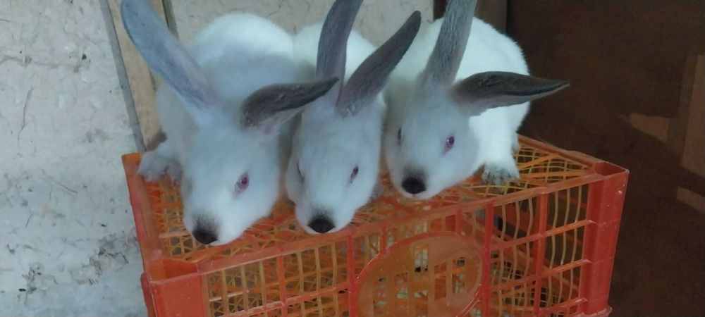 Quyonla sotiladi zoti kalif gavana