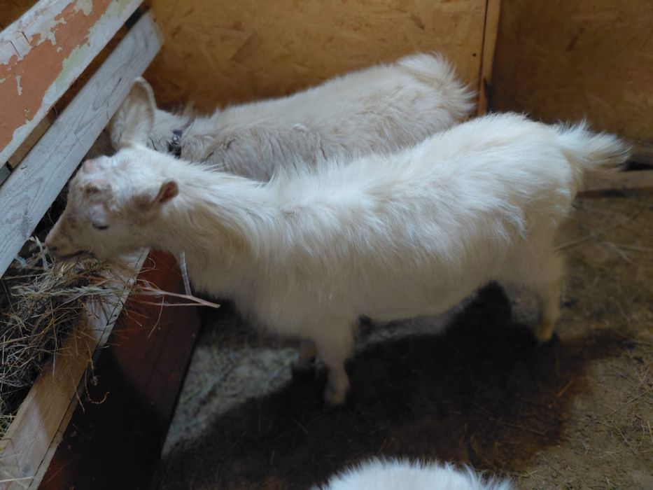 Зааенски ер ешкі