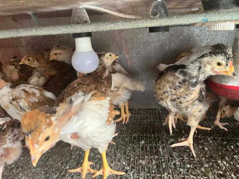 Pui Motati Golasi talie mare