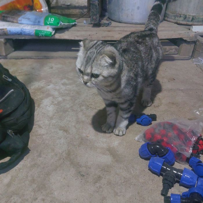 Продам котят маленьких