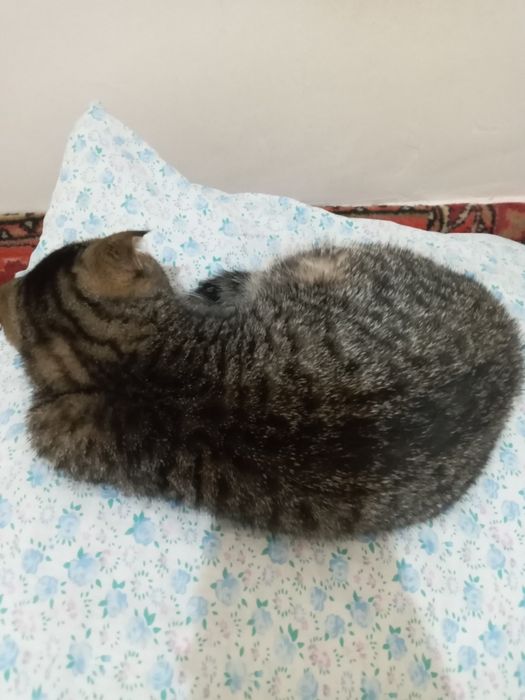 Hadyalar mushuklar beriladi