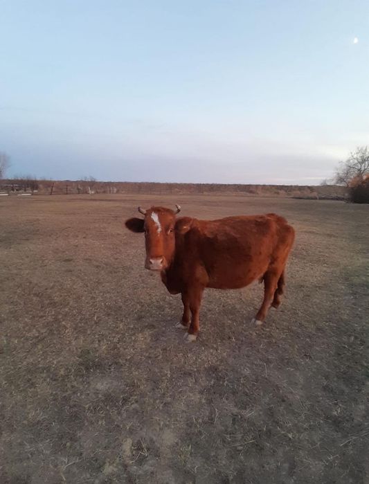 Сиыр сатылады 1100