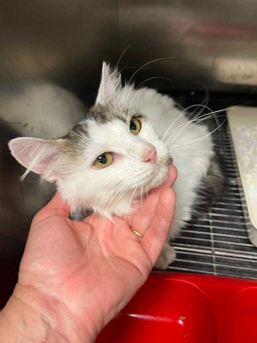 Млада котка, пухкава, мила, търси своите грижовни стопани.
