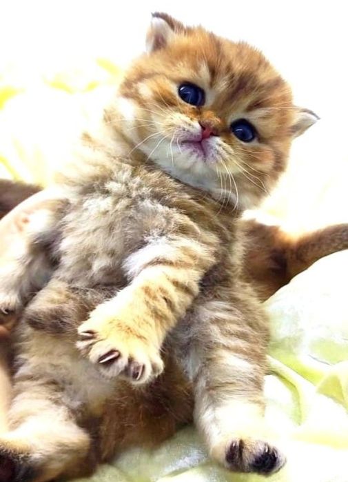 БриТаШки ОчаРоваШки шинШиллы