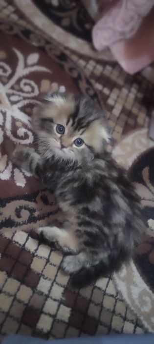 Zoti yaxshi mushuk yaxshi qariman dsela olila beraman