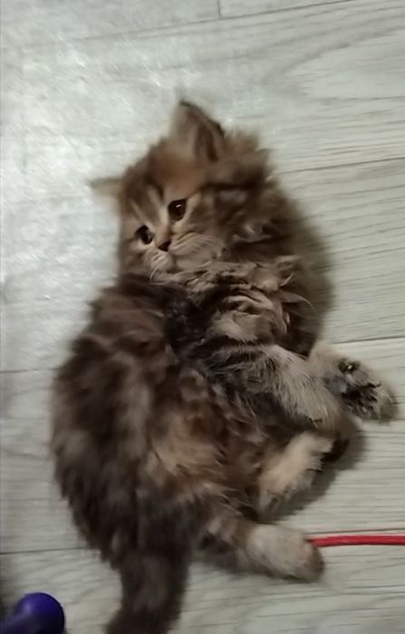 Шикарная девочка. Хайленд страйт.