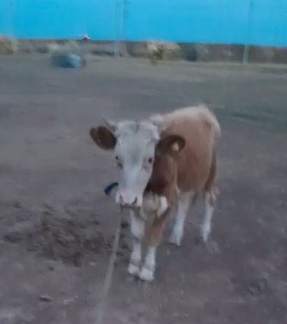 Бұқа сатам немесе айырбастайм