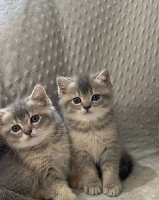 Британские котята 1.5 мес  девочки