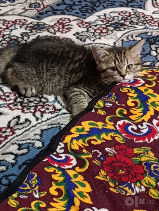 отдам бесплатно котик